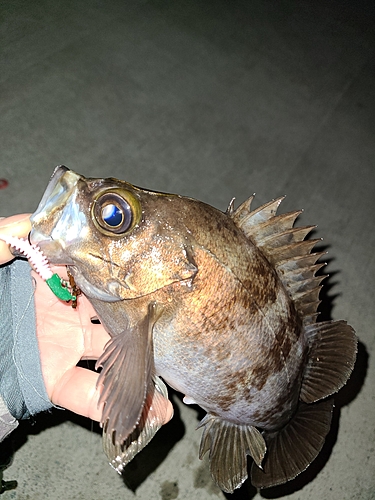 メバルの釣果