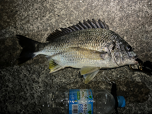 キビレの釣果