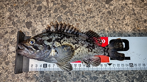 ソイの釣果