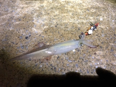 ヤリイカの釣果