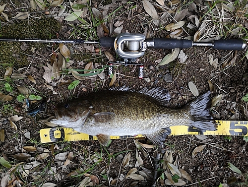 スモールマウスバスの釣果