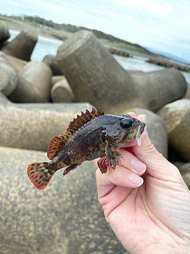 ソイの釣果