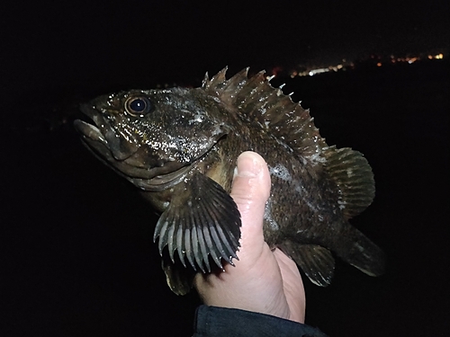 オウゴンムラソイの釣果