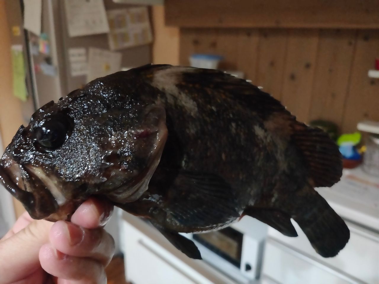 オウゴンムラソイ