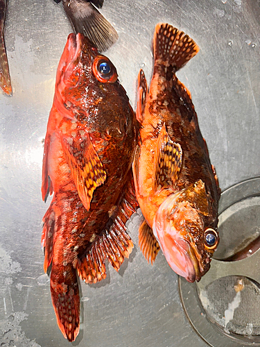 カサゴの釣果