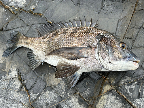 クロダイの釣果