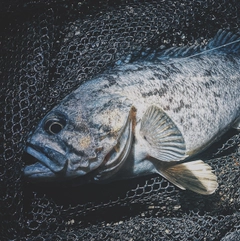 クロソイの釣果