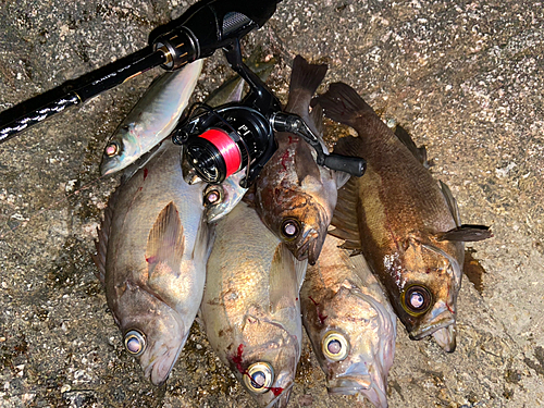 メバルの釣果