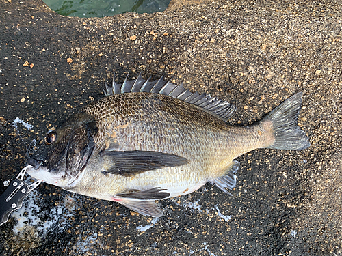 チヌの釣果