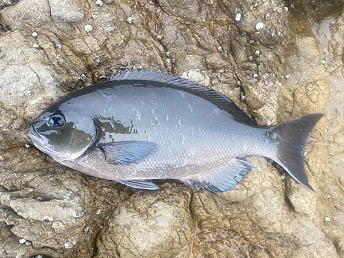 オナガグレの釣果