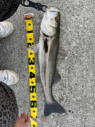 シーバスの釣果