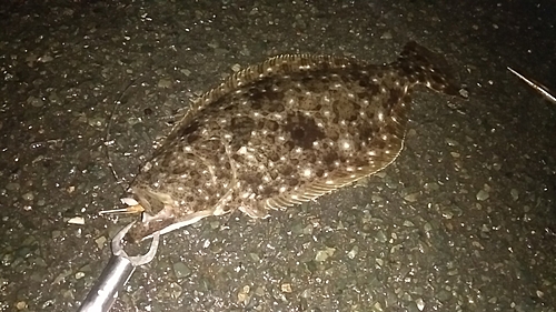 ヒラメの釣果