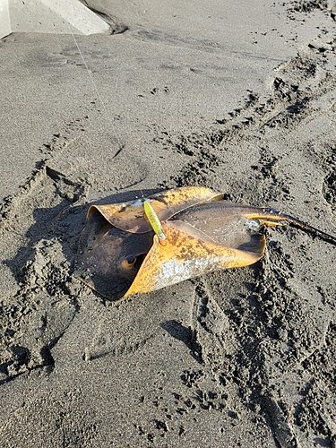 アカエイの釣果