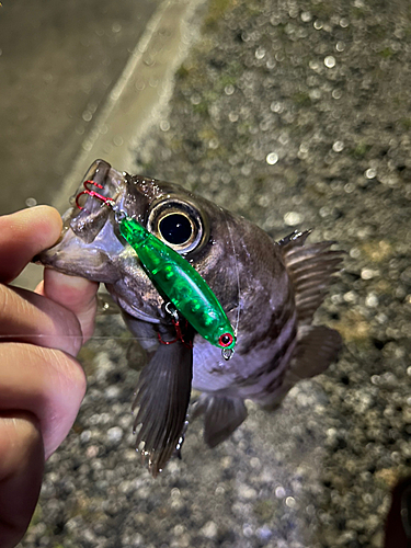 メバルの釣果