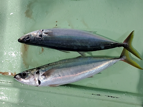 ムロアジの釣果