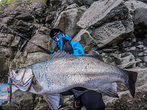 ヒラスズキの釣果