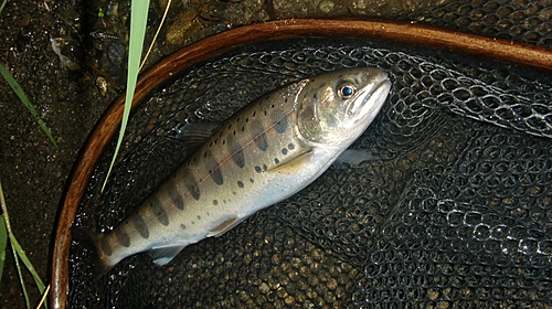 ヤマメの釣果