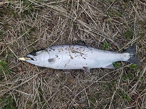 サクラマスの釣果