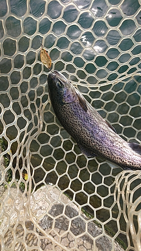 ニジマスの釣果