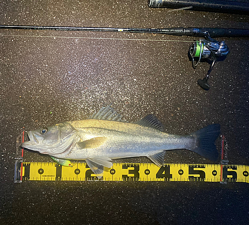 シーバスの釣果