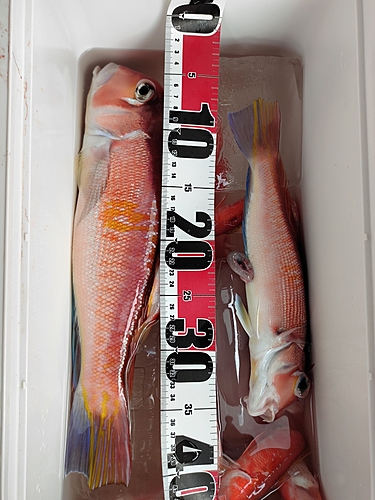 アマダイの釣果