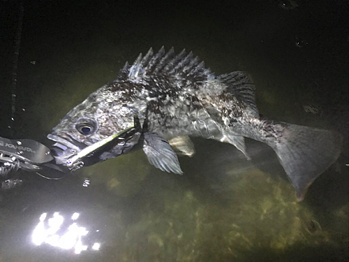 クロソイの釣果