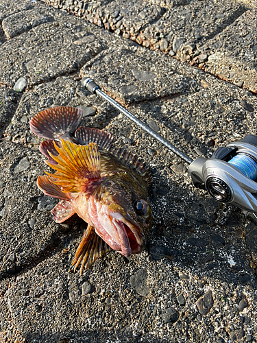 カサゴの釣果