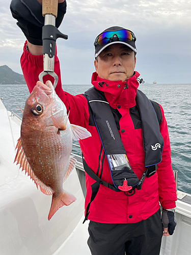 マダイの釣果