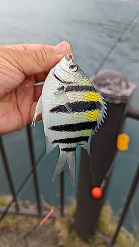 オヤビッチャの釣果