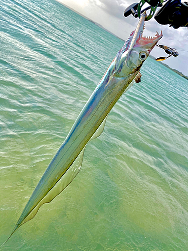 タチウオの釣果