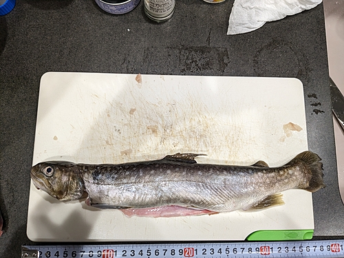 イワナの釣果