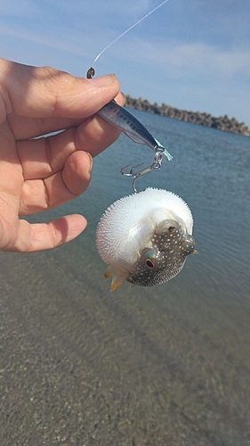 クサフグの釣果