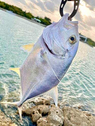 ロウニンアジの釣果