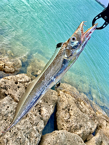 タチウオの釣果