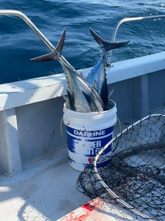 ビンチョウマグロの釣果