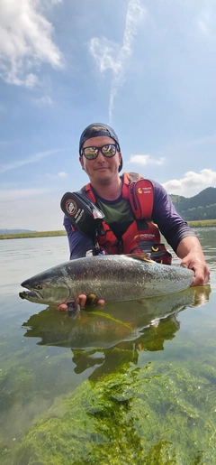 サクラマスの釣果