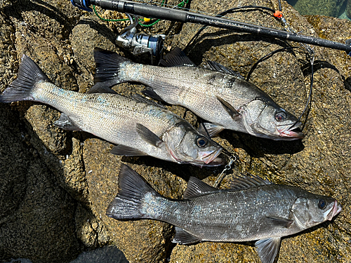 ヒラスズキの釣果