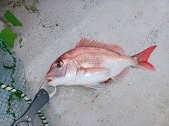 マダイの釣果