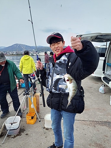 ホッケの釣果