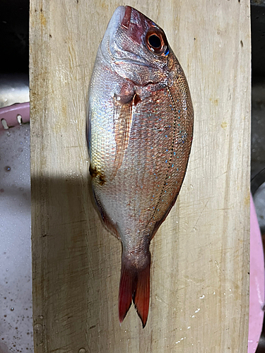 マダイの釣果