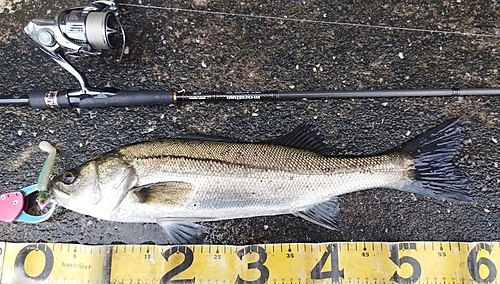 シーバスの釣果