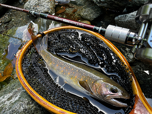 イワナの釣果