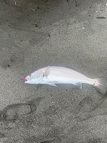 ニベの釣果