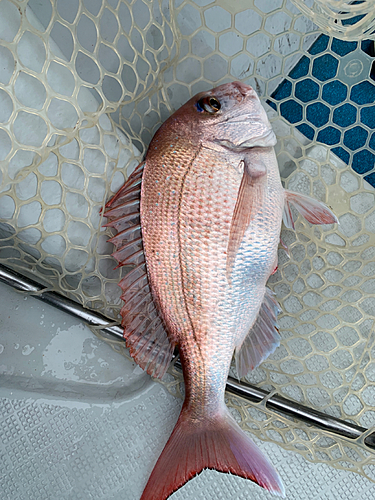 マダイの釣果