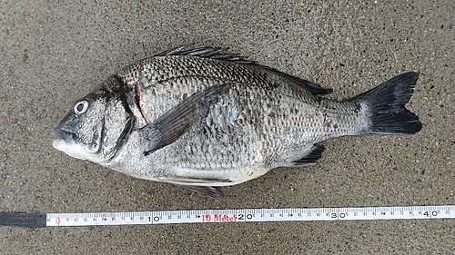 クロダイの釣果