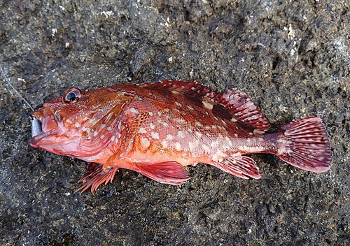 カサゴの釣果