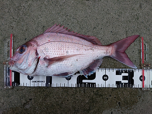 マダイの釣果