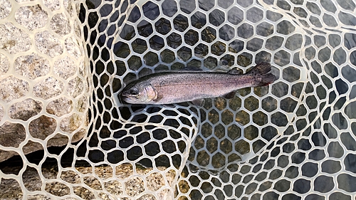 ニジマスの釣果