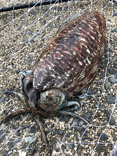 コウイカの釣果