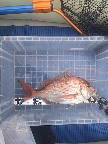 マダイの釣果